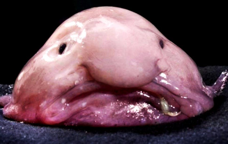 Contest: the top 9 ugliest animals in the world