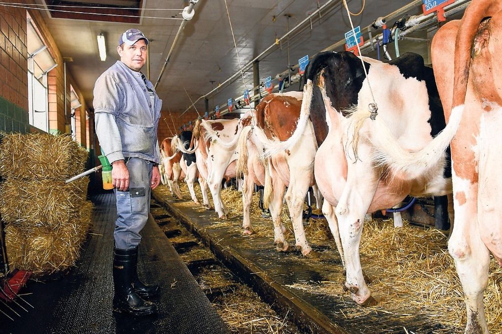 125 000 Liter Milch von Kuh Carmen - Zürcher Unterländer