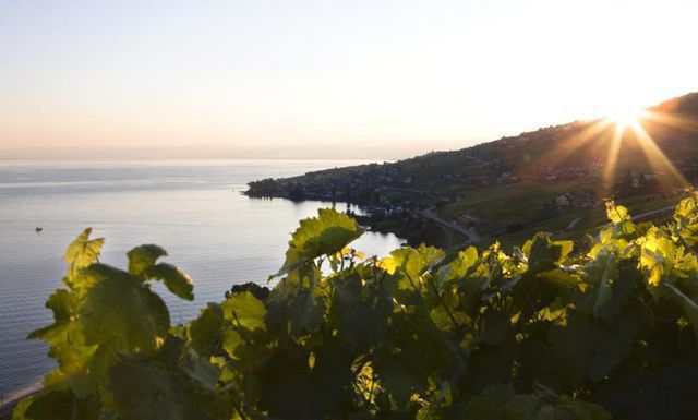 Prominente Weinregion Das Waadtlnder Lavaux