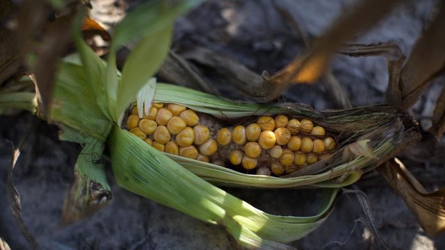 Resultat der Dürre im US Bundesstaat Illinois: Ein halb verdorrter Maiskolben. 