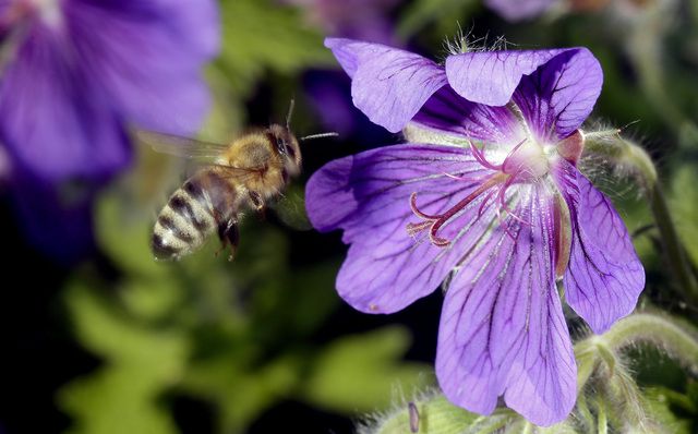 Les abeilles suisses ont relativement bien passé l'hiver comparé à ces dernières années