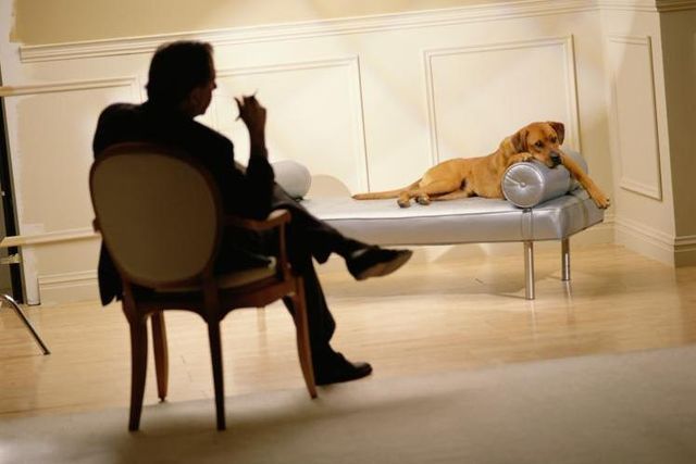 Un chien chez le psy? Des thérapies comportementales existent, mais elles impliquent aussi les maîtres. 