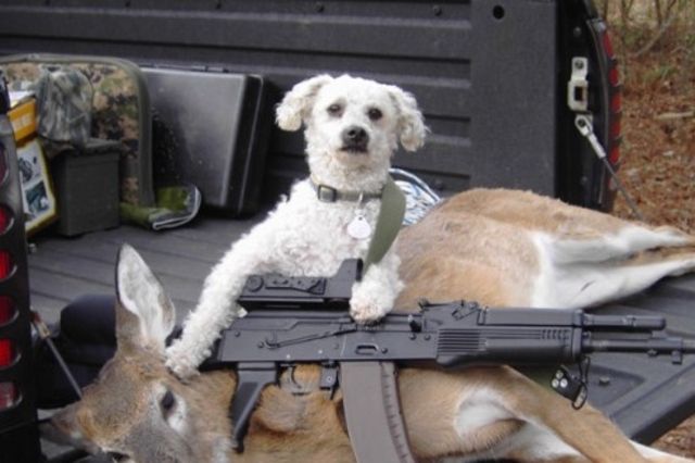 image de chien avec un fusil
