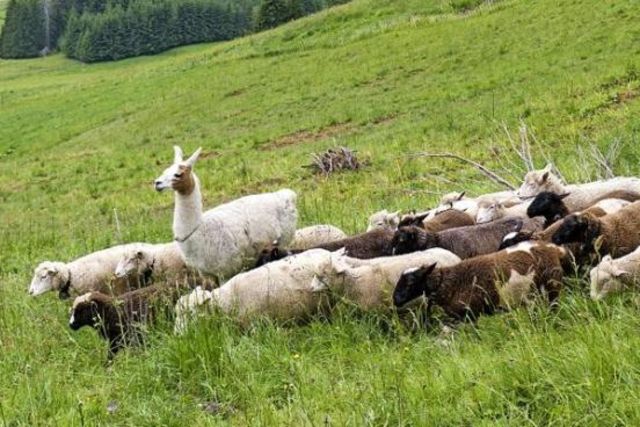 Le lama «Shakespeare» en compagnie de son troupeau de moutons à Champillon (VD).