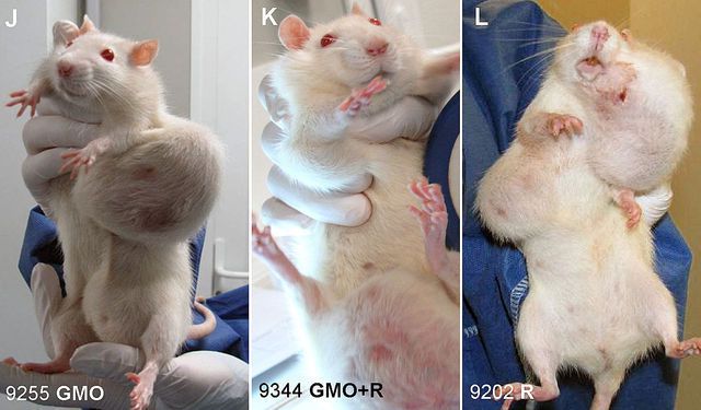 Des tumeurs grosses comme des balles de ping-pong se sont développées sur des rats nourris avec un maïs OGM du géant américain Monsanto.