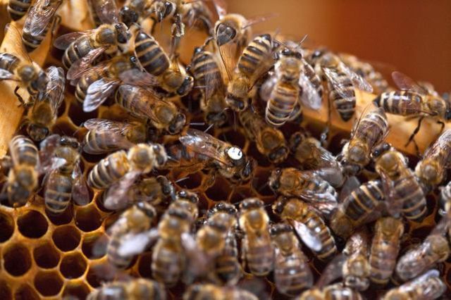 Greenpeace veut sauver les abeilles avec vos signatures