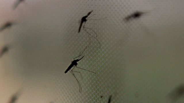 Stechmücken der Gattung Anopheles gambiae: Diese Art gehört zu den gefährlichsten Überträgern von Malaria. Foto: Keystone