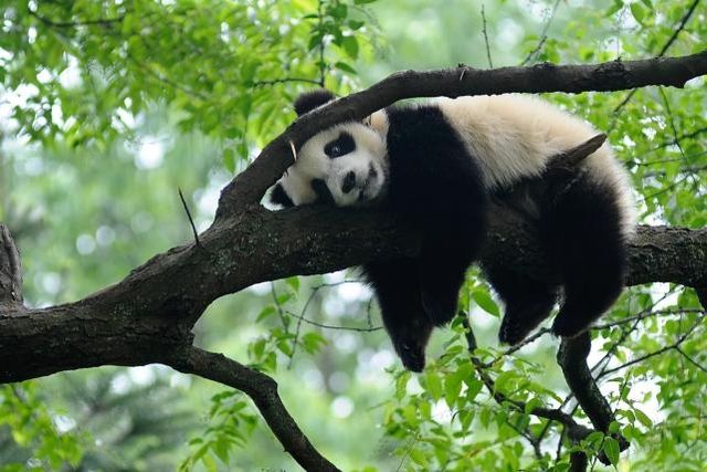 Les déjections du panda pourraient aider à produire du bioéthanol à l'avenir, selon une récente étude américaine. 
