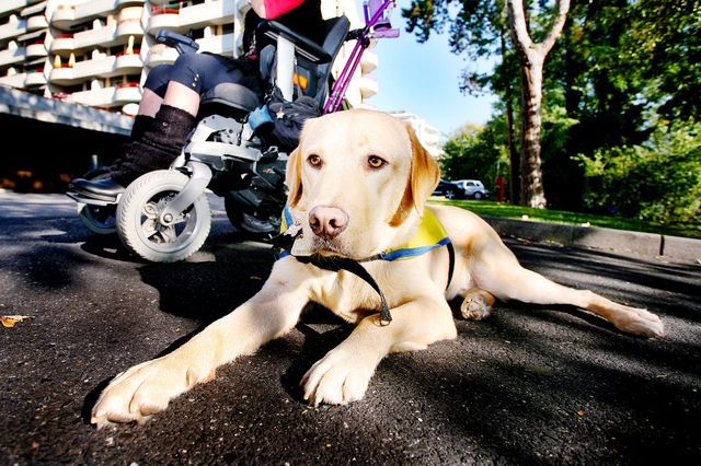 Les bénéfices de l’événement seront reversés à Le Copain, association suisse d’éducation de chiens d’assistance. 