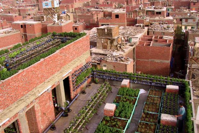 Sherif Hosny utilise les toits du Caire pour y installer des espaces verts.