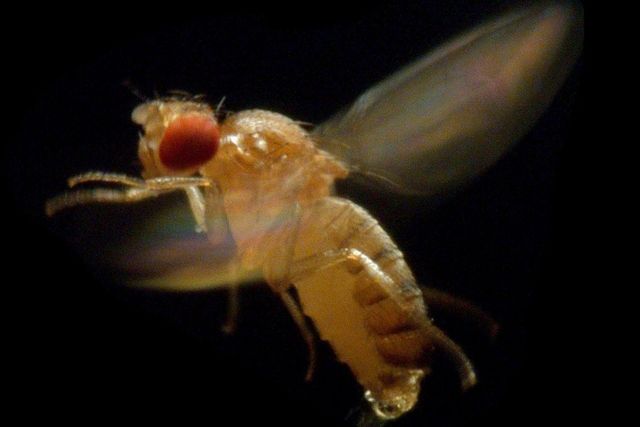 «Drosophila melanogaster», la star des laboratoires de biologie.