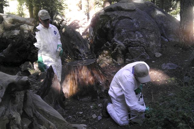 Verseuchte Flöhe und tote Eichhörnchen: Ein Campingplatz im Yosemite-Park wird desinfiziert. (14. August 2015)