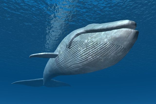 Océans: La baleine bleue a un rythme cardiaque hallucinant ...