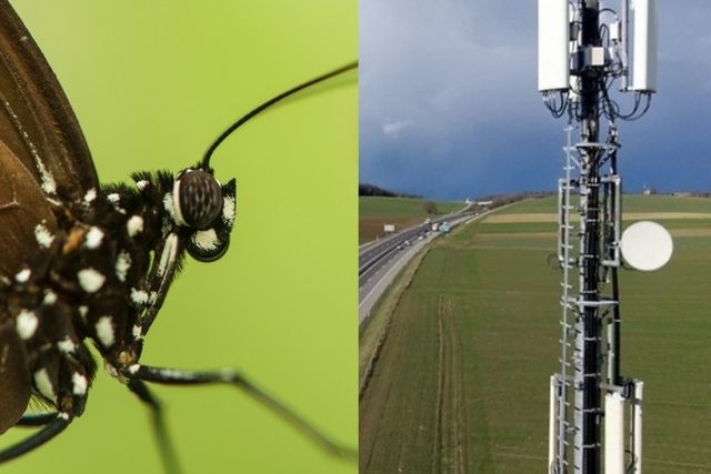 Les ondes plus puissantes de la téléphonie mobile ont une influence sur le métabolisme fragile des insectes.