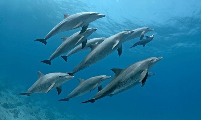 Die Delfine im Roten Meer haben ein hochentwickeltes Gruppenleben, und jedes Tier hat eine eigene Persönlichkeit. Foto: Natalia Pryanishnikova (Alamy) 