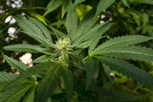 En juillet dernier, le Parlement portugais avait autorisé l'usage thérapeutique des dérivés de cannabis.