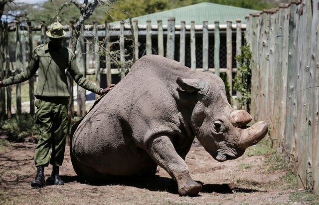 Cette semaine, le dernier mâle rhinocéros blanc du Nord (ici) est mort à l'âge de 45 ans dans un zoo au Kenya, alors qu'il restait encore au moins 700 de ses congénères dans la nature au moment de sa naissance. (Image d'archive)