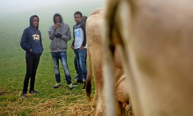 Misty views: Eritreans visit the 2016 traditional cattle show in Trogen AR.  Photo: Gian Ehrenzeller (Keystone)