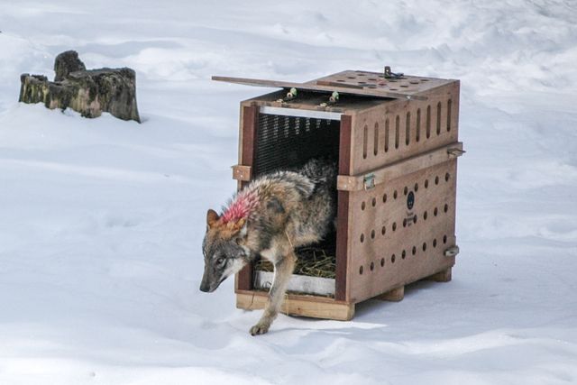 La louve est arrivée à Juraparc mardi matin. Elle sera bientôt rejointe par un mâle.