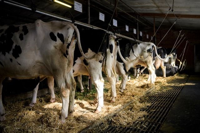 Une gestion plus adaptée des vaches laitières permet d'économiser 5% d'émissions de méthane par kilo de lait. 